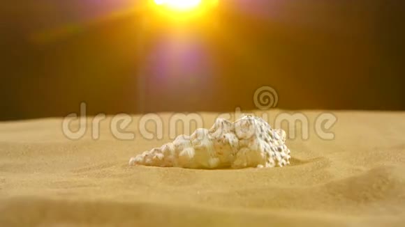不寻常的海洋外壳白色在沙子上背面黄色视频的预览图
