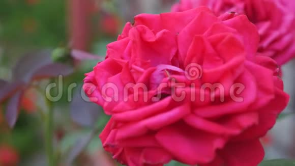 美丽的红玫瑰布什红玫瑰红玫瑰视频的预览图