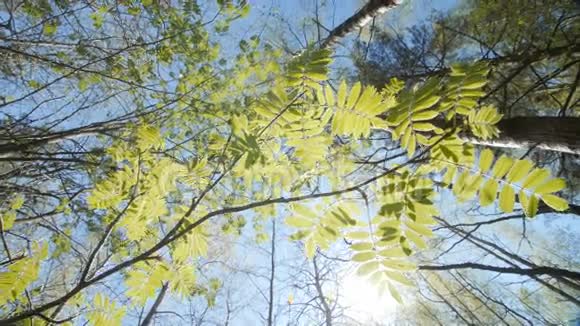 在罗万灌木丛的树冠下仰望春天视频的预览图