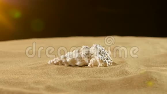 不寻常的贝壳白色在沙子上黄光视频的预览图