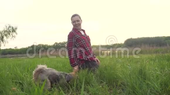 日落时分女孩和一只狗在大自然中玩耍狗约克郡猎犬玩生活方式用自然的球接球视频的预览图