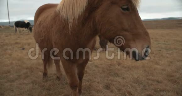 美丽的马在冰岛的山上放牧视频的预览图