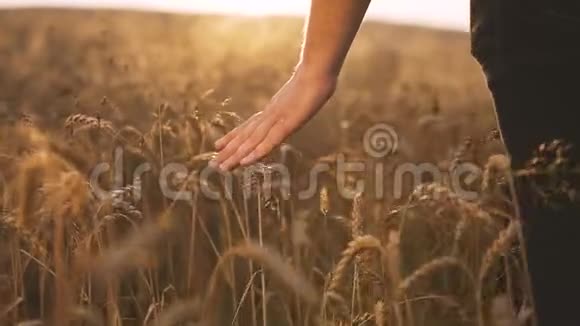 在日落时触摸麦穗视频的预览图