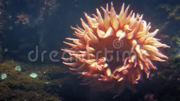 海洋深处的大橙葵视频的预览图
