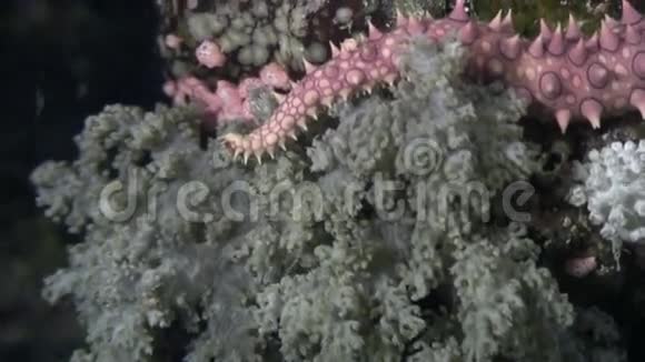 红海海底背景海洋景观上的海星视频的预览图