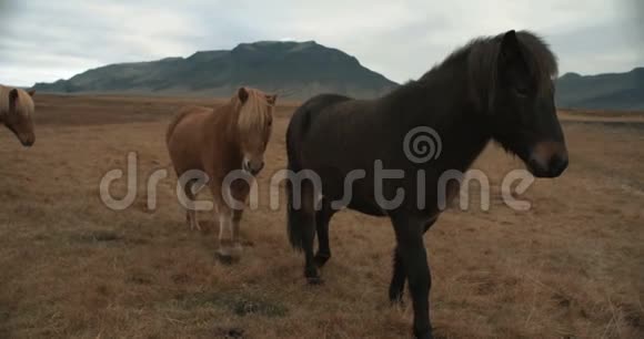 美丽的马在冰岛的山上放牧视频的预览图