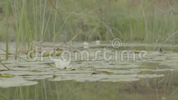 沼泽里的睡莲自然背景下的莲花沼泽里的白莲花靠近视频的预览图