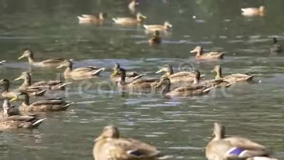 城市公园池塘里的水上鸭子鸭子在城市公园的池塘里游泳鸭子在城市公园游泳视频的预览图