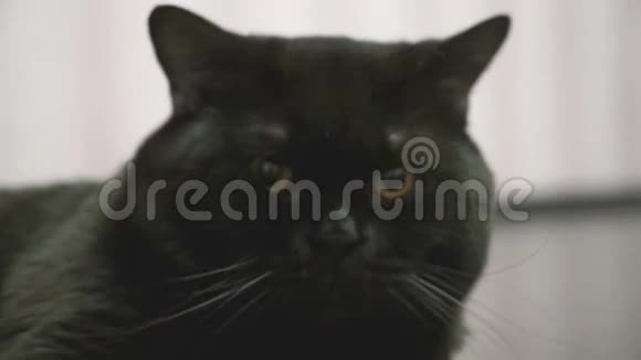 英国黑猫躺在地板上打哈欠寻找完整的框架视频的预览图