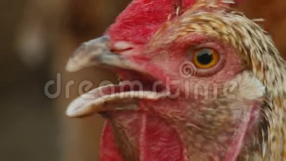 农场有机鸡超特写镜头视频的预览图