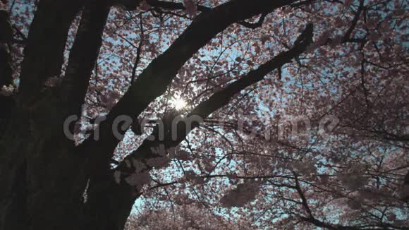 春樱花和阳光4KUHD视频的预览图