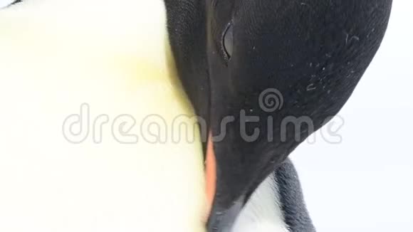 帝企鹅接近南极洲视频的预览图