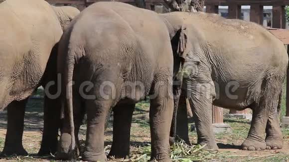 泰国的大象吃植物视频的预览图