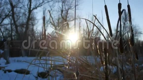 干草芦苇在沼泽雪冬天自然阳光眩目视频的预览图