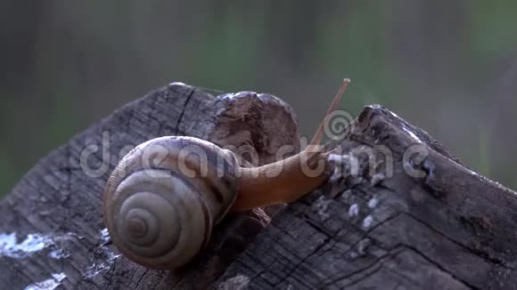 在斜坡上蜗牛转身的背后在深处一天在五月的一天视频的预览图