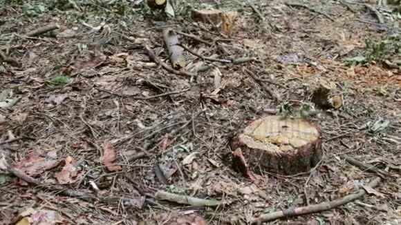 在森林中产卵树干树干只被砍倒留下锯末视频的预览图