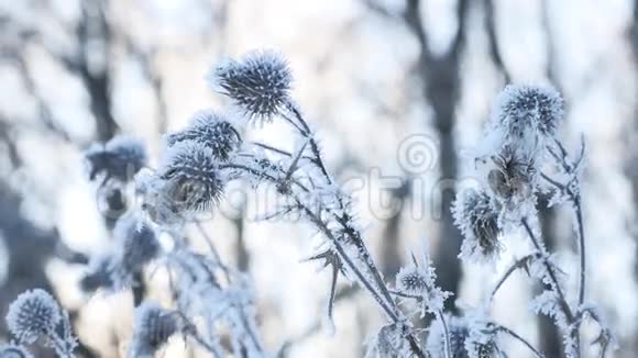 冰雪中的冻刺冬天的干草雪冬天的森林自然景观视频的预览图