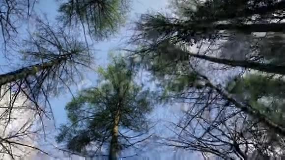 在树林里的大树下移动视频的预览图