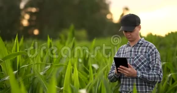 农民在玉米田使用数字平板电脑现代技术在农业生产中的应用视频的预览图