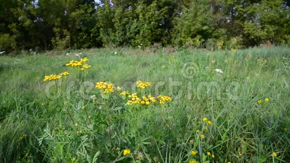 俄罗斯中部草地上的褐色花朵视频的预览图