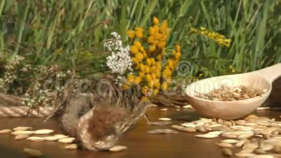 在大自然中种植燕麦和燕麦片视频的预览图