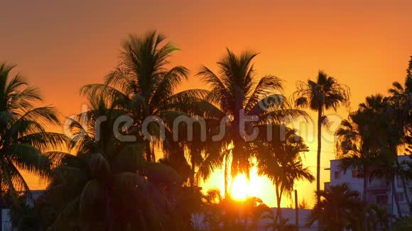 迈阿密海滩太阳下山棕榈树日落4k佛罗里达美国视频的预览图