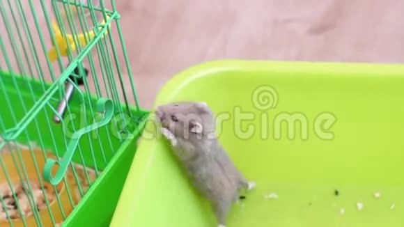 仓鼠试图逃离平底锅视频的预览图