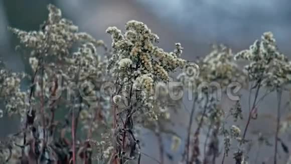干燥的花朵在风中摇曳蓝色的背景大自然的冬天视频的预览图