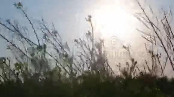 刮风野花在风中飘扬视频的预览图