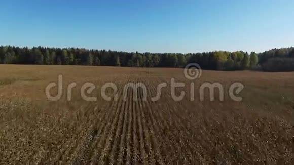 4K飞行和起飞以上成熟玉米地准备收割空中视频的预览图