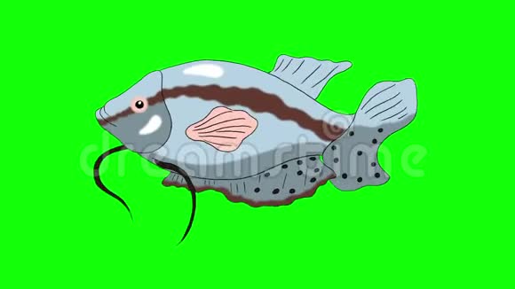大灰色水族馆鱼水粉色键环线视频的预览图