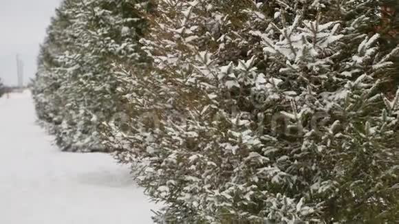 冬雪中的幼杉树大自然森林圣诞树视频的预览图