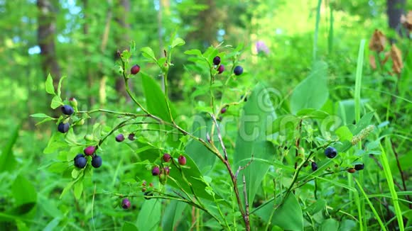 在森林里生长的新鲜蓝莓生的新鲜蓝莓特写视频的预览图