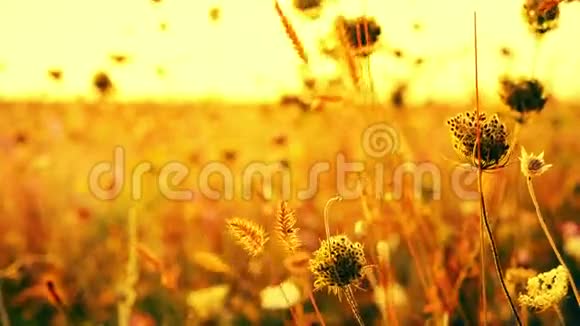 日出背景下田野里美丽的花朵阳光明媚的户外明亮的早晨视频的预览图