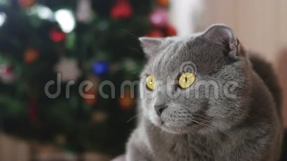 猫在圣诞玩具和花环视频的预览图