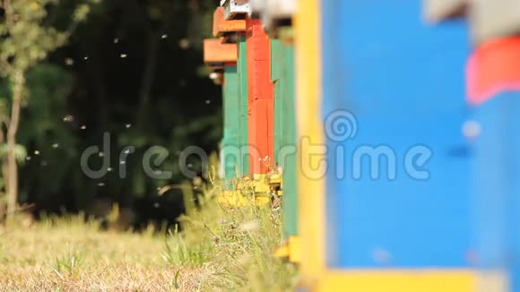 一个蜜蜂盒子的入口视频的预览图