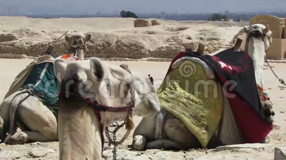 埃及的骆驼视频的预览图