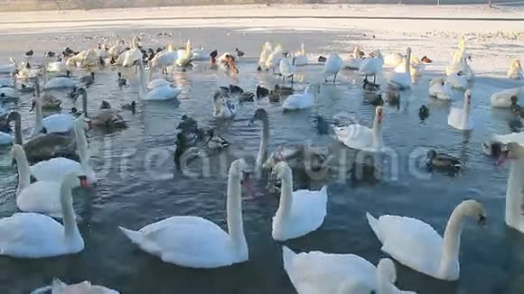 白色的天鹅和鸭子在结冰的河上游泳视频的预览图