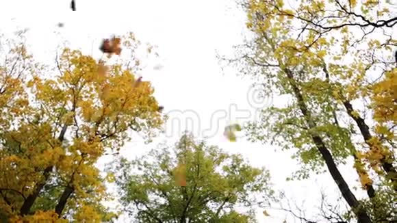 秋天的森林天空中有不同的树木视频的预览图
