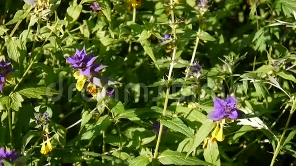 野花木牛夏季草地上的梅兰普姆尼莫罗森视频的预览图