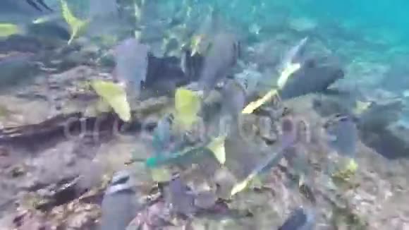 厄瓜多尔加拉帕戈斯国家公园的黄尾海鱼视频的预览图
