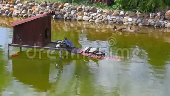夏季公园湖的异国海龟视频的预览图