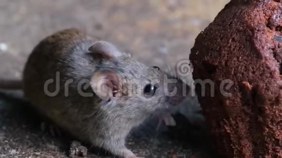 老鼠在城市住宅花园里用废弃的蛋糕喂食视频的预览图