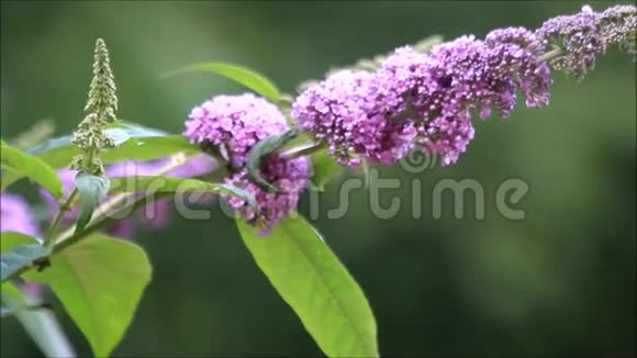 背景紫丁香紫色花质地视频的预览图