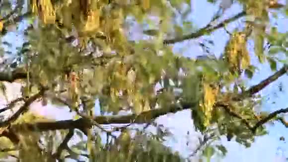 夕阳下的灰树鲍姆埃什视频的预览图