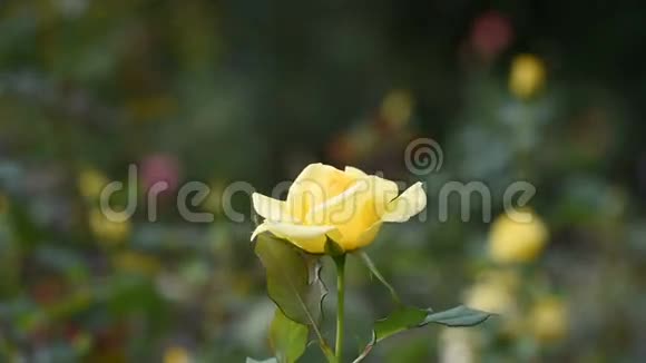 美丽的黄玫瑰视频的预览图