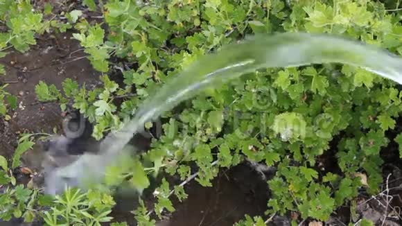给醋栗灌木浇水水从软管中流出素食视频的预览图