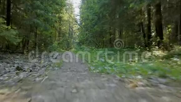 夏日在绿林中漫步视频的预览图
