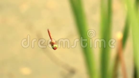蜻蜓飞近芦苇视频的预览图