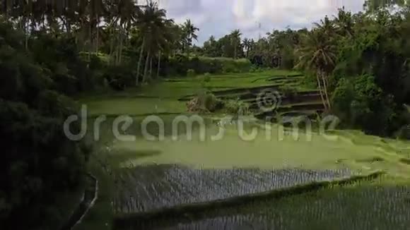 巴厘Ubud稻米平台的时间推移视频的预览图